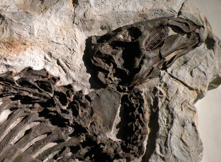 A Bologna c'' anche Ciro